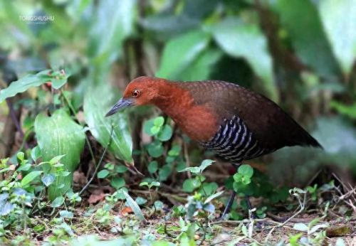 白喉斑秧鸡(判断白喉最简单的方法)插图10