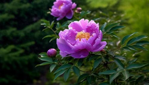 植物保卫战无限叶子(植物保卫战游戏全攻略)插图1