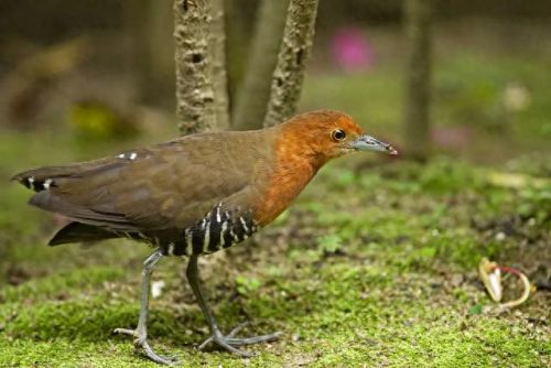 白喉斑秧鸡(判断白喉最简单的方法)插图12