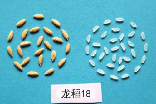 梦幻西游80龙附(梦幻西游火区80环)插图2 梦幻西游80龙附(梦幻西游火区80环)插图2