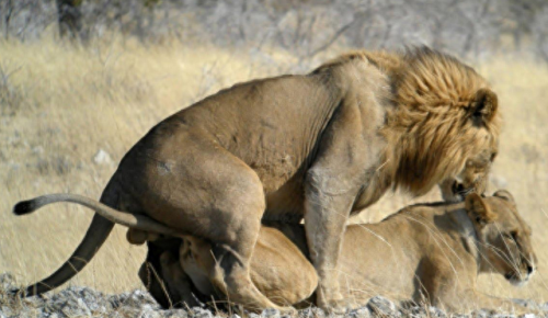 畜禽和人类AA(畜禽产品质量安全方面的工作总结)插图11 畜禽和人类AA(畜禽产品质量安全方面的工作总结)插图11