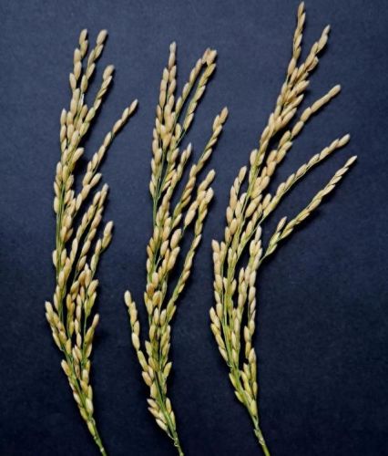 梦幻西游80龙附(梦幻西游火区80环)