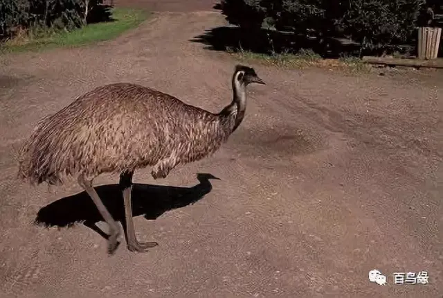 japonensisJAVA好妈妈欢迎你(japonensis忘忧草)插图17 japonensisJAVA好妈妈欢迎你(japonensis忘忧草)插图17