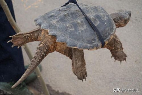 巴西龟寿命(玩乌龟10大禁忌)插图6