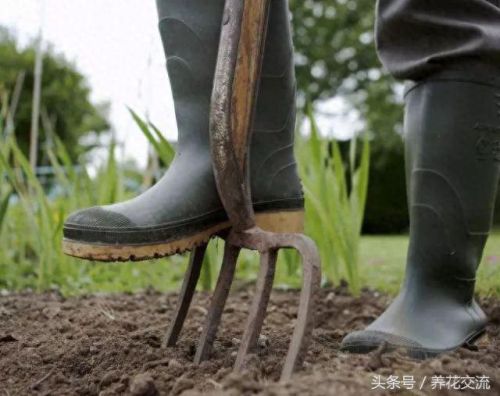 花圃种植(花圃种植基地)插图3