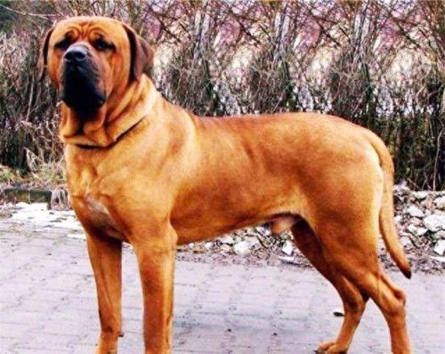 巴西非勒(巴西菲勒犬)插图10 巴西非勒(巴西菲勒犬)插图10