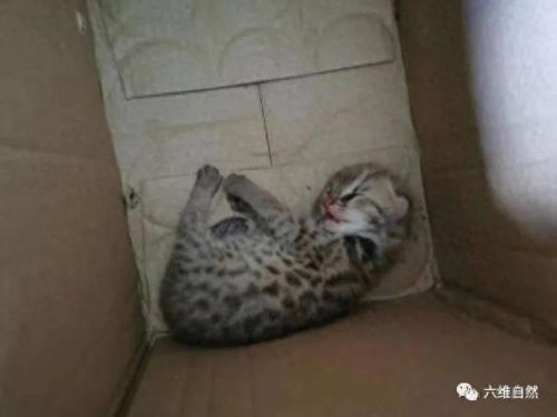 寻找小狸子(寻找小狸子之后怎么破除结界)插图4 寻找小狸子(寻找小狸子之后怎么破除结界)插图4