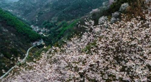 樱之路(穿越火线击杀音效)插图27 樱之路(穿越火线击杀音效)插图27