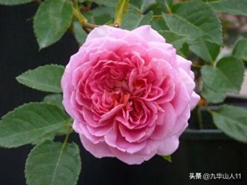 仙度瑞拉2(仙度瑞拉的逃亡刑具介绍)插图26 仙度瑞拉2(仙度瑞拉的逃亡刑具介绍)插图26