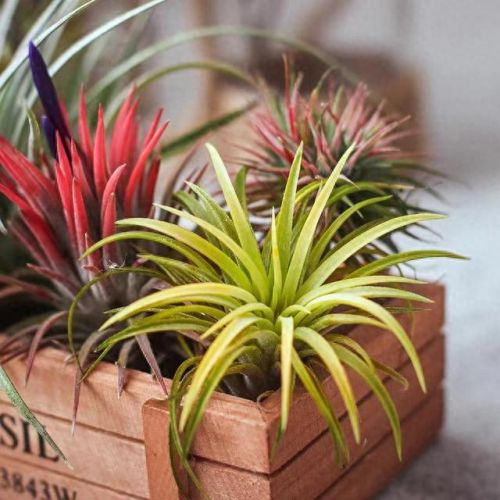 锈湖攻略种花(锈湖交流中的攻略)插图9