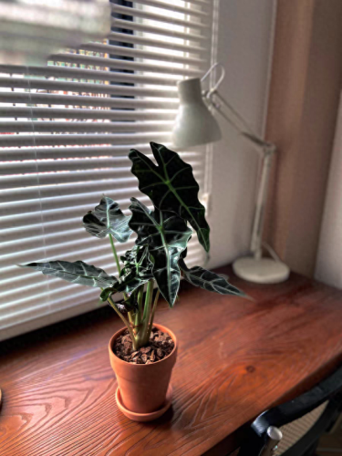 锈湖攻略种花(锈湖交流中的攻略)插图2