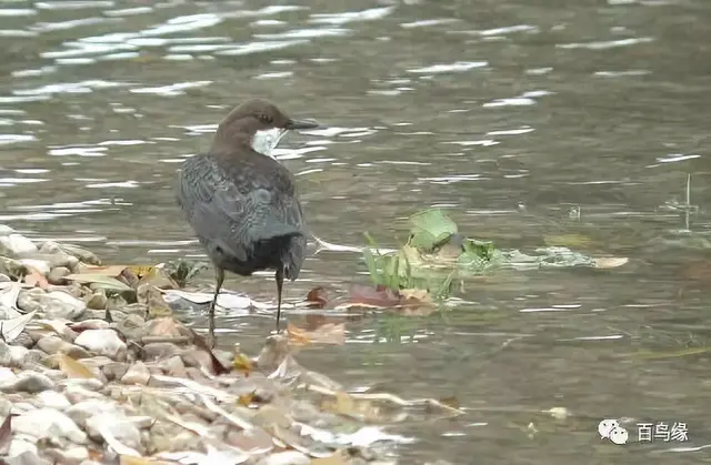 japonensisJAVA好妈妈欢迎你(japonensis忘忧草)插图20 japonensisJAVA好妈妈欢迎你(japonensis忘忧草)插图20