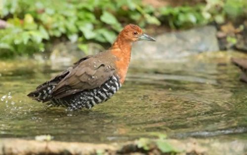 白喉斑秧鸡(判断白喉最简单的方法)插图11