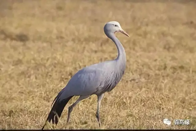 japonensisJAVA好妈妈欢迎你(japonensis忘忧草)插图15 japonensisJAVA好妈妈欢迎你(japonensis忘忧草)插图15