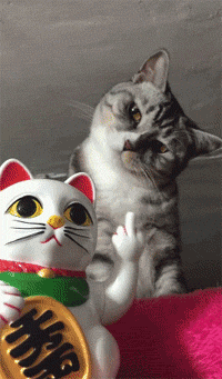 猫狗兽(猫狗兽真的存在吗)插图4