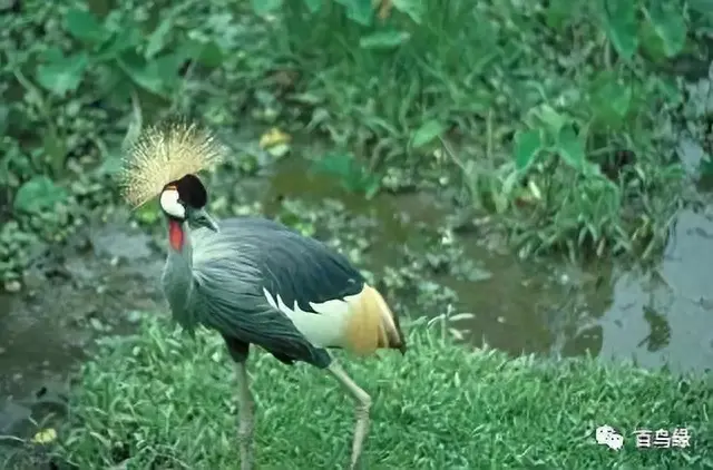 japonensisJAVA好妈妈欢迎你(japonensis忘忧草)插图28 japonensisJAVA好妈妈欢迎你(japonensis忘忧草)插图28