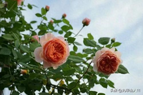 仙度瑞拉2(仙度瑞拉的逃亡刑具介绍)插图3 仙度瑞拉2(仙度瑞拉的逃亡刑具介绍)插图3