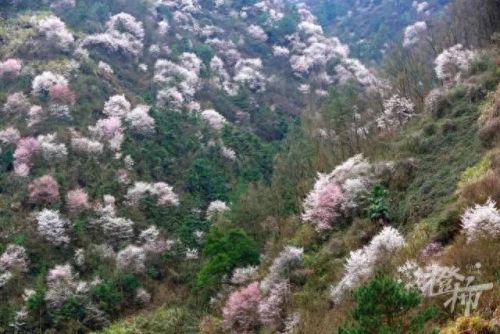 樱之路(穿越火线击杀音效)插图39 樱之路(穿越火线击杀音效)插图39