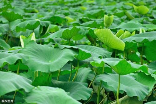 浅塘100-200图文攻略(浅塘120关图文攻略)插图3