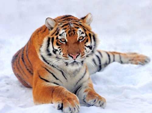 畜禽和人类AA(畜禽产品质量安全方面的工作总结)插图12 畜禽和人类AA(畜禽产品质量安全方面的工作总结)插图12