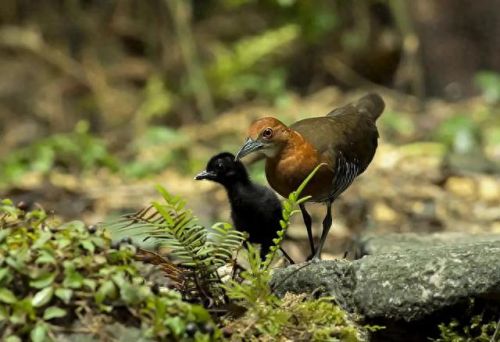 白喉斑秧鸡(判断白喉最简单的方法)插图21