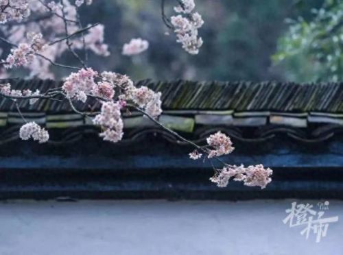 樱之路(穿越火线击杀音效)插图44 樱之路(穿越火线击杀音效)插图44