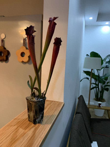 锈湖攻略种花(锈湖交流中的攻略)插图3