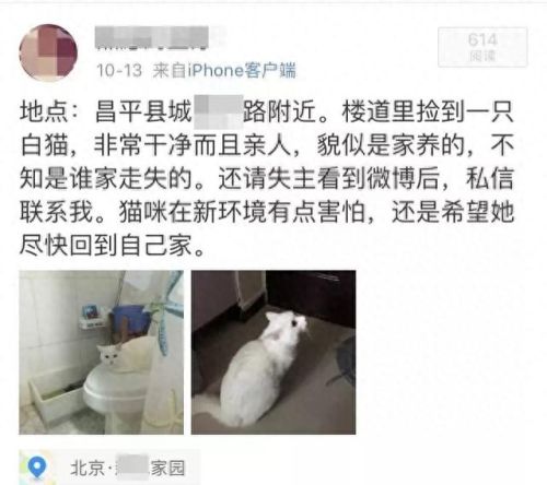 找猫攻略(寻猫攻略)插图2