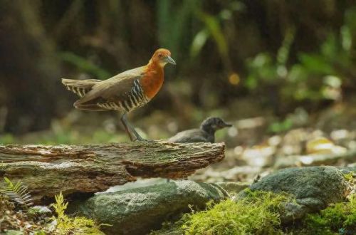 白喉斑秧鸡(判断白喉最简单的方法)插图4