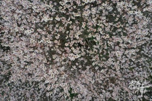 樱之路(穿越火线击杀音效)插图29 樱之路(穿越火线击杀音效)插图29