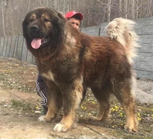 巴西非勒(巴西菲勒犬)插图15 巴西非勒(巴西菲勒犬)插图15