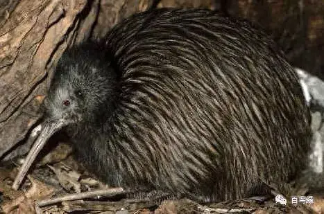 japonensisJAVA好妈妈欢迎你(japonensis忘忧草)插图18 japonensisJAVA好妈妈欢迎你(japonensis忘忧草)插图18