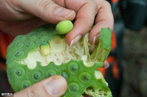 浅塘100-200图文攻略(浅塘120关图文攻略)插图7