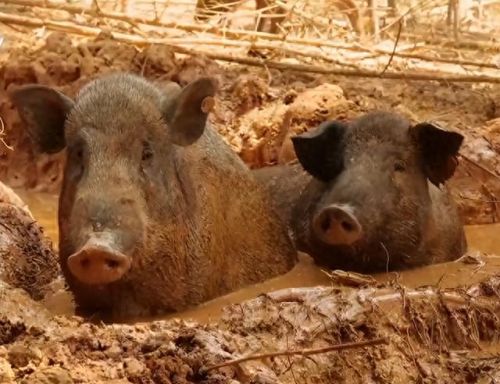 跳跳猪(跳跳猪玩具对婴儿危害)插图5 跳跳猪(跳跳猪玩具对婴儿危害)插图5