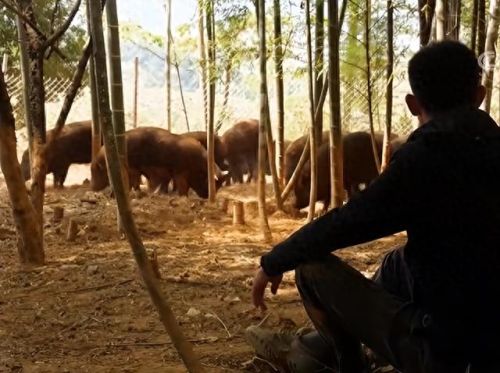 跳跳猪(跳跳猪玩具对婴儿危害)