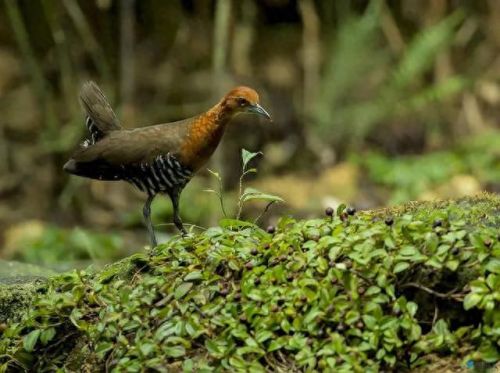 白喉斑秧鸡(判断白喉最简单的方法)插图17