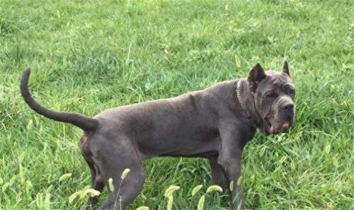 巴西非勒(巴西菲勒犬)插图2 巴西非勒(巴西菲勒犬)插图2