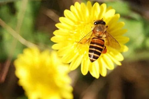 鲸鱼一分钟心跳几下(成年人1分钟心跳几下是正常)插图4