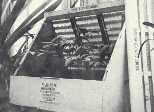 洛克王国紫藤的快速收集方法(洛克王国紫藤可掉落吗)插图25