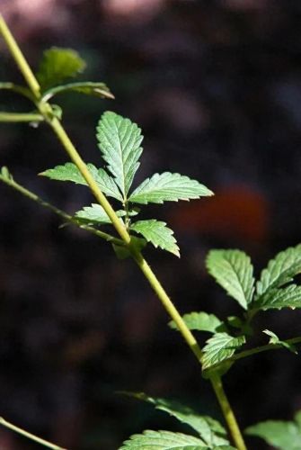 龙齿草(龙齿是什么动物身上的)插图