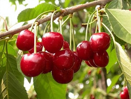 以下哪种水果的含糖量其实更高(十大升糖水果排行表)插图3