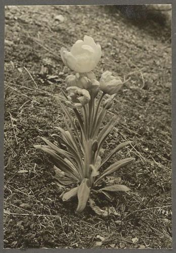 洛克王国紫藤的快速收集方法(洛克王国紫藤可掉落吗)插图32