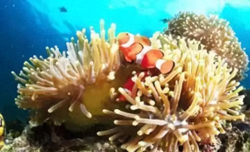 牛奶鱼群汤(牛奶麻酱汤做法大全)插图22 牛奶鱼群汤(牛奶麻酱汤做法大全)插图22