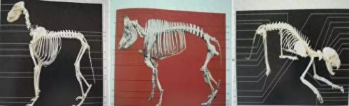 猫为什么能像液体一样缩在盒子里(猫舔到疫苗液体会怎么样)插图4