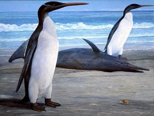 世界上最大的企鹅(小蓝企鹅)插图4 世界上最大的企鹅(小蓝企鹅)插图4