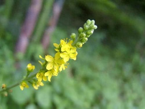 龙齿草(龙齿是什么动物身上的)