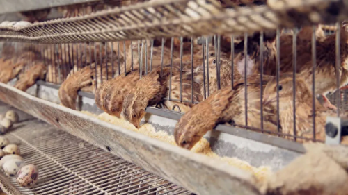 牧场养什么最赚钱(牧场养殖赚钱的app)