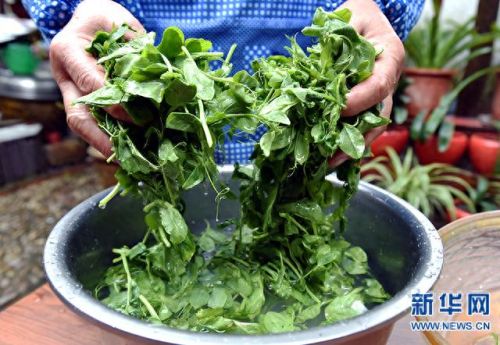 安豆苗电脑客户端(在家种豆苗的方法)插图1