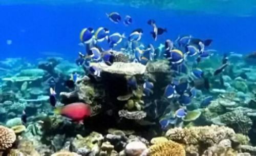 牛奶鱼群汤(牛奶麻酱汤做法大全)插图21 牛奶鱼群汤(牛奶麻酱汤做法大全)插图21