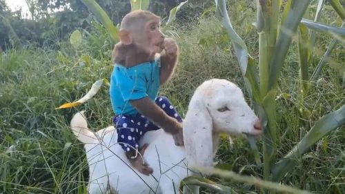 斗战神仙府坐骑攻略(斗战神仙府挑战神兽收集兽灵)